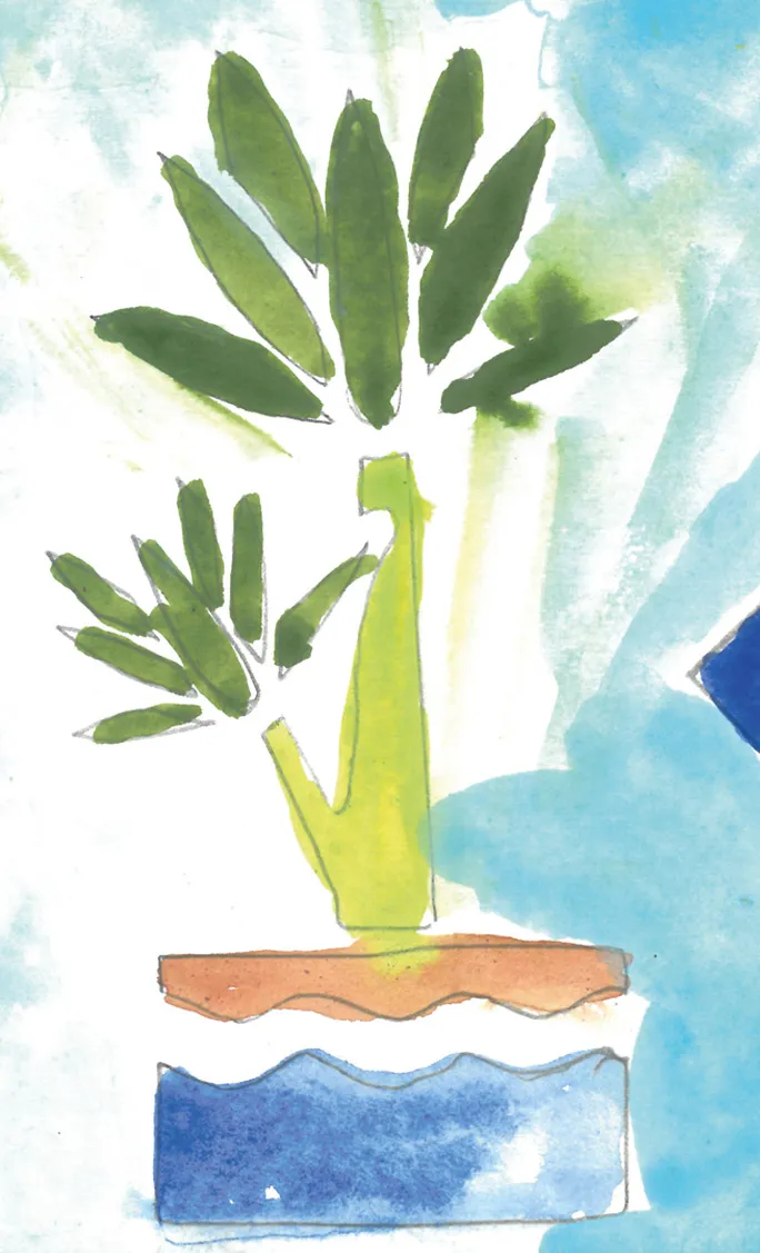 Cordyline